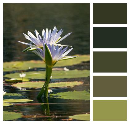 Water Lily Pond Botany Image